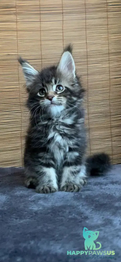 Lorelei Maine Coon female black tabby live animals