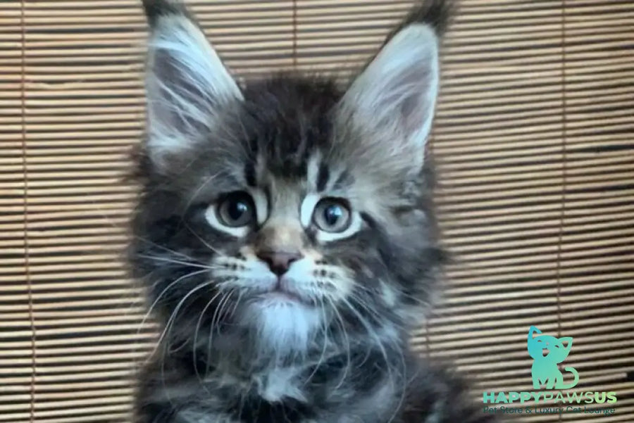 Lorelei Maine Coon female black tabby live animals