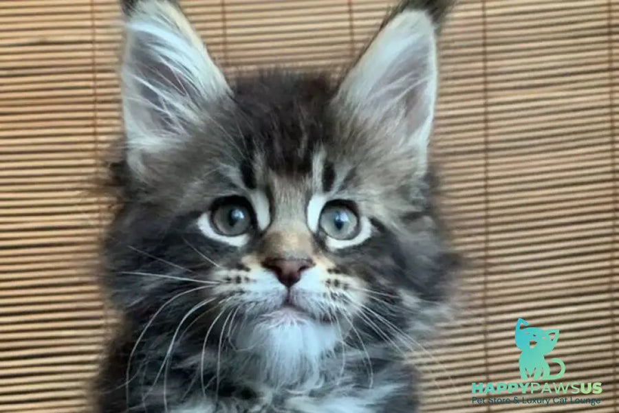 Lorelei Maine Coon female black tabby live animals