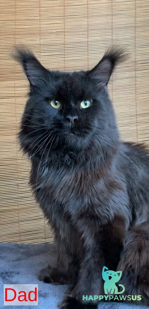 Lorelei Maine Coon female black tabby live animals