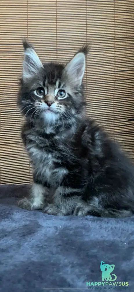Lorelei Maine Coon female black tabby live animals