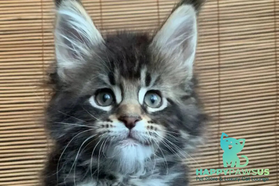 Lorelei Maine Coon female black tabby live animals