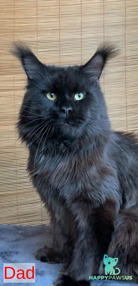 Lorelei Maine Coon female black tabby live animals