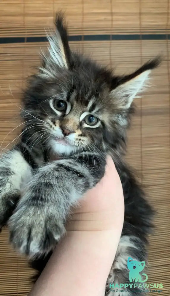 Lorelei Maine Coon female black tabby live animals