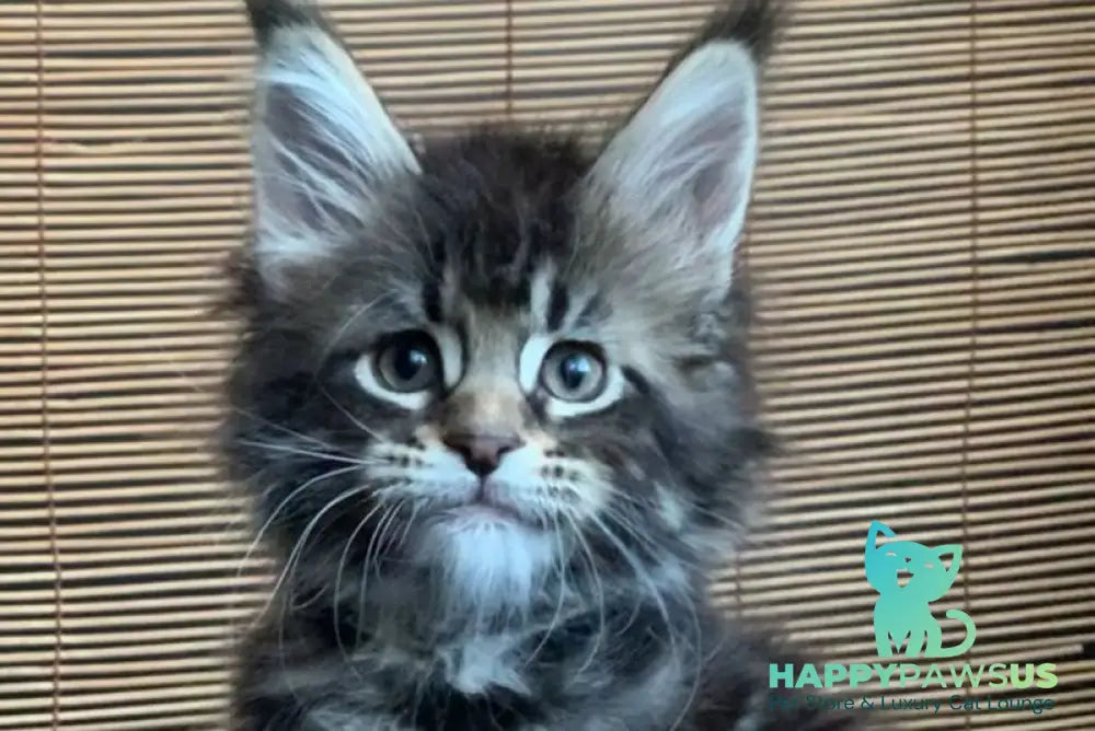 Lorelei Maine Coon female black tabby live animals