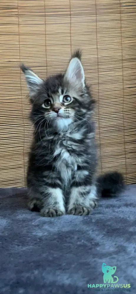 Lorelei Maine Coon female black tabby live animals