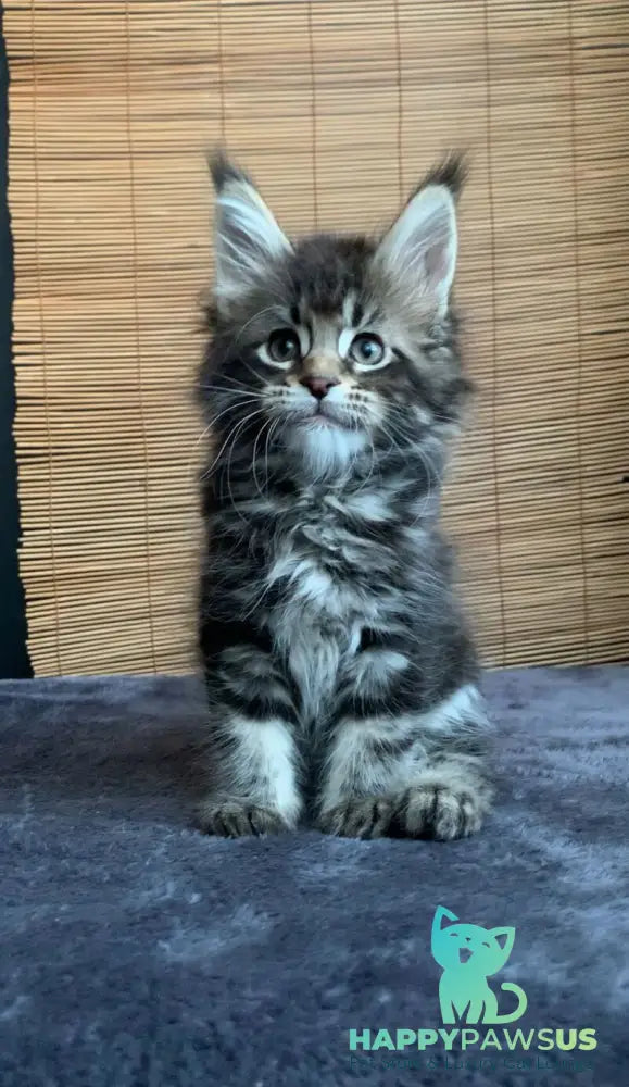 Lorelei Maine Coon female black tabby live animals