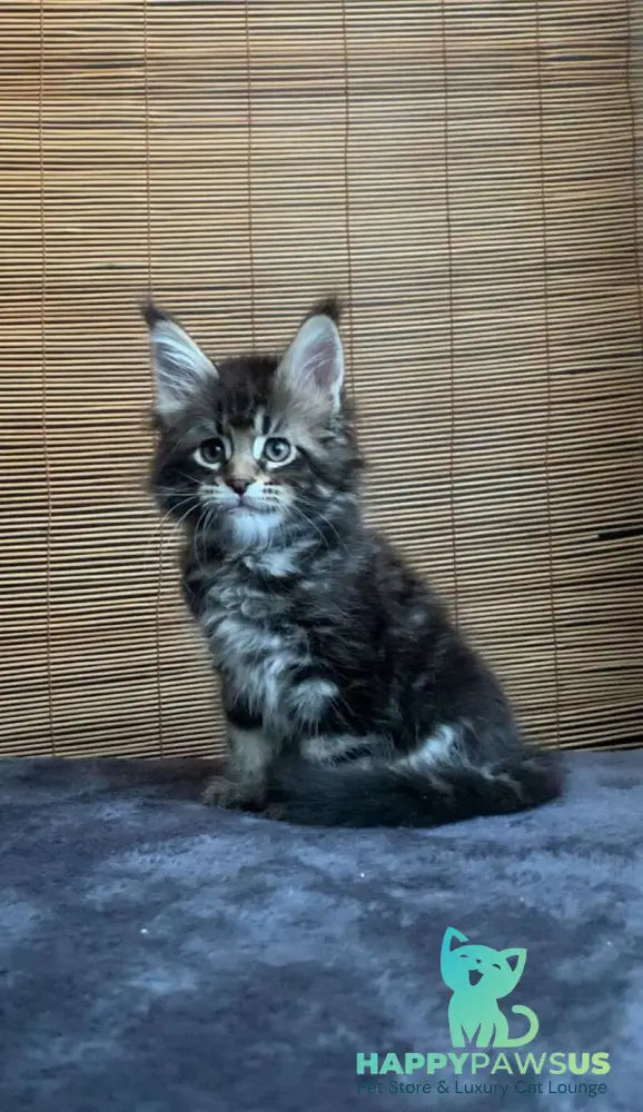 Lorelei Maine Coon female black tabby live animals