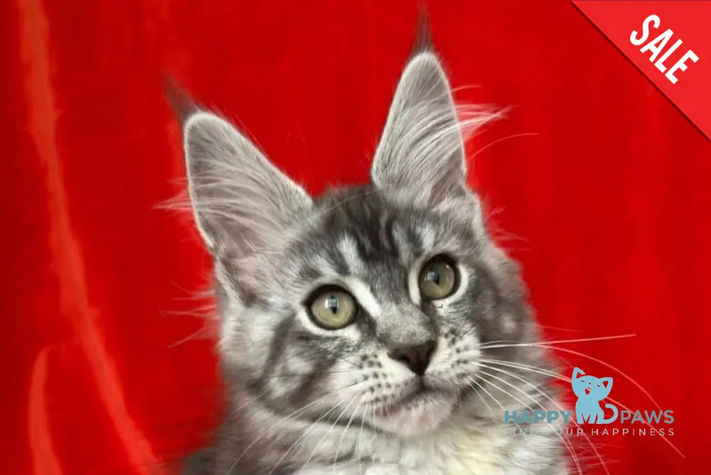 Loren Maine Coon female black tortie silver tabby live animals