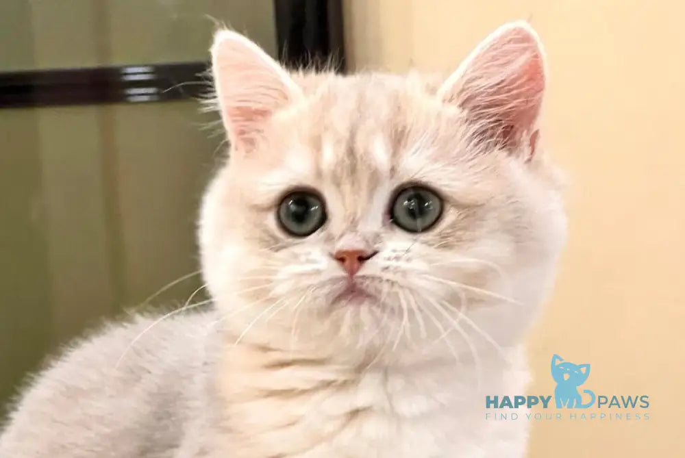 Lorens British Shorthair female blue golden chinchilla live animals