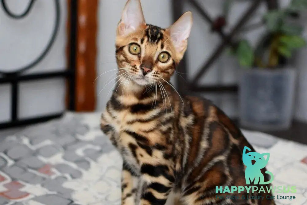 Lorenzo Bengal male black spotted tabby - live animals