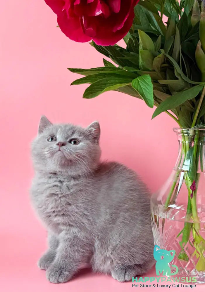 Lorenzo British Shorthair male lilac - live animals