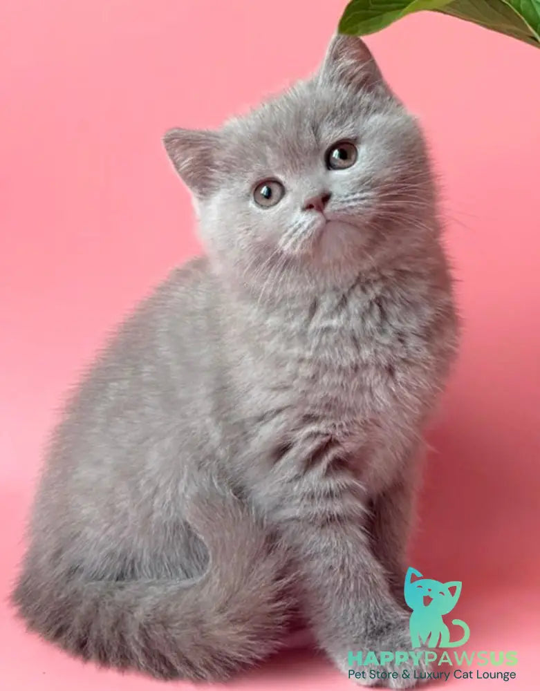 Lorenzo British Shorthair male lilac - live animals