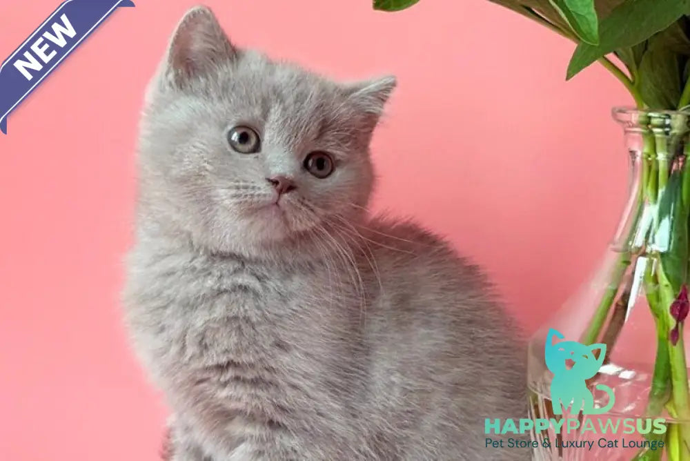 Lorenzo British Shorthair male lilac - live animals