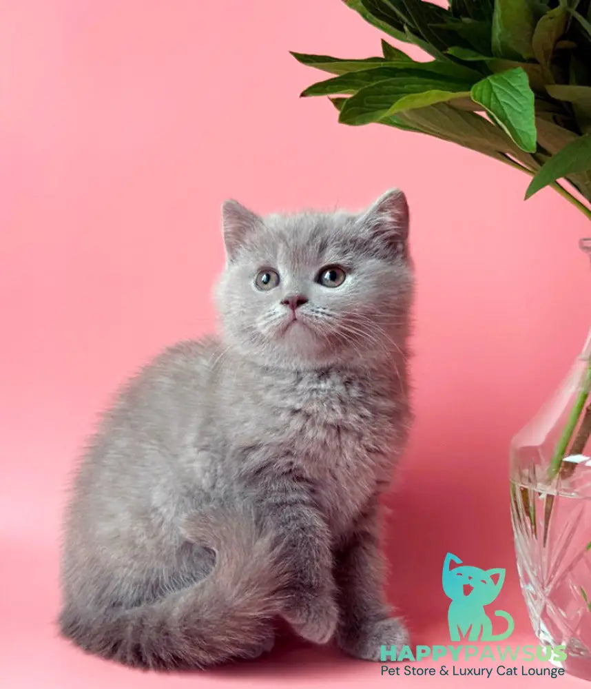 Lorenzo British Shorthair male lilac - live animals