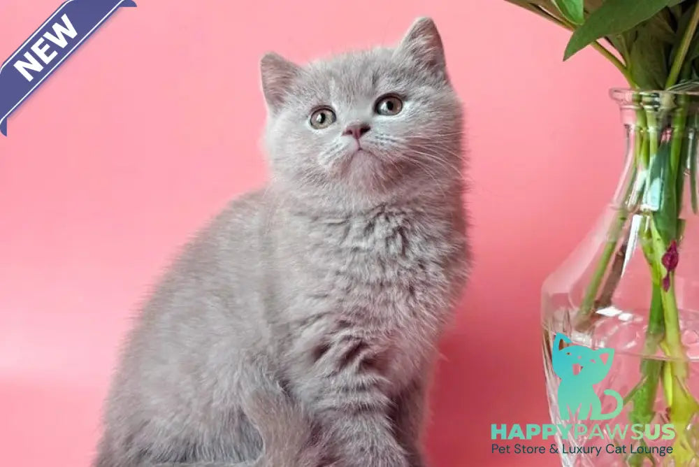 Lorenzo British Shorthair male lilac - live animals