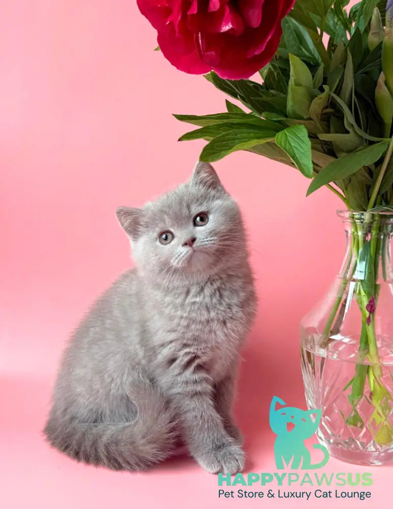 Lorenzo British Shorthair male lilac - live animals