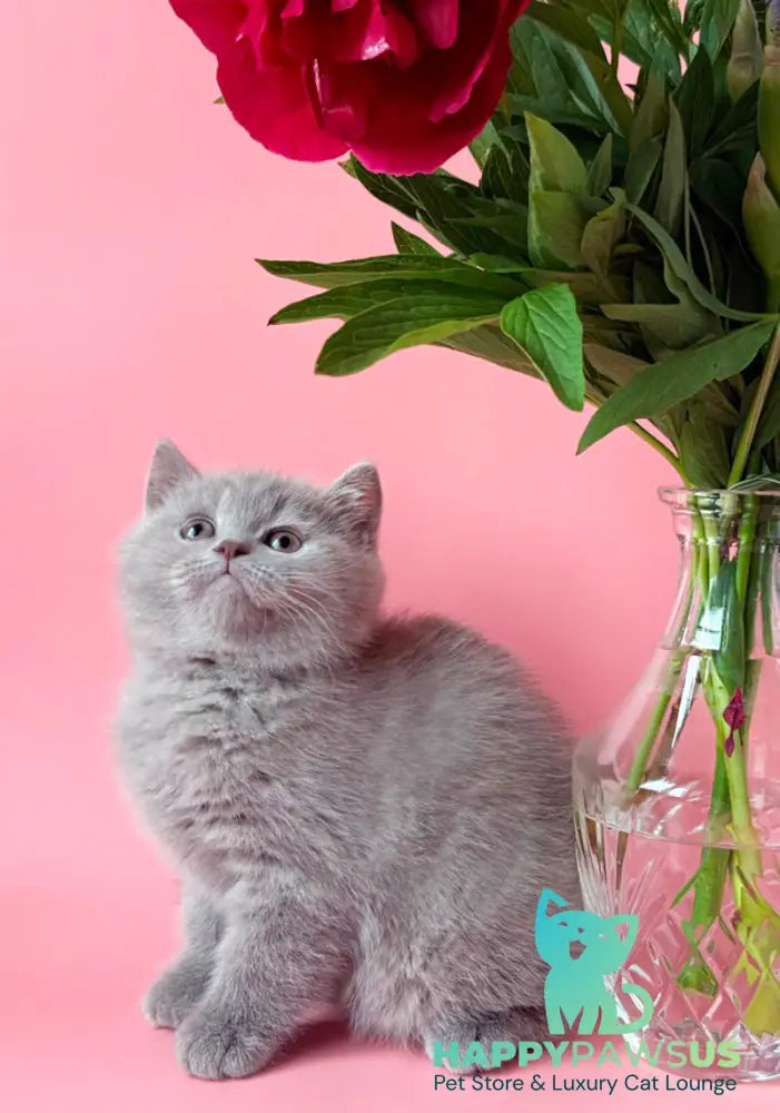 Lorenzo British Shorthair male lilac - live animals