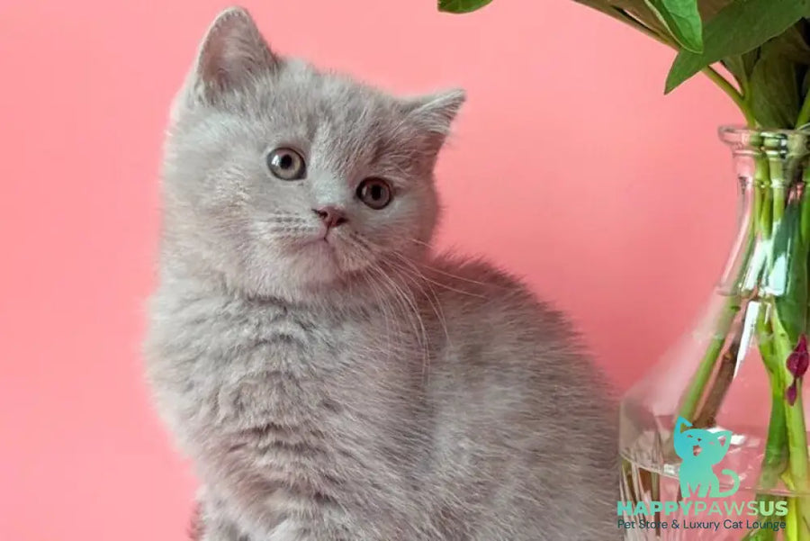 Lorenzo British Shorthair male lilac - live animals