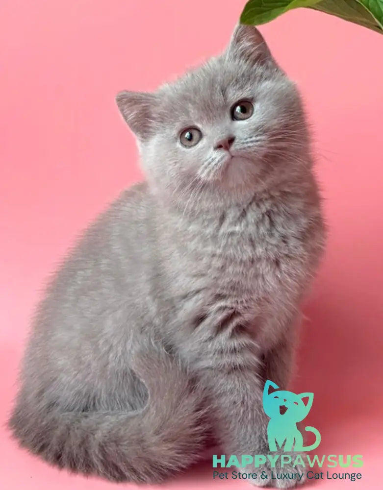 Lorenzo British Shorthair male lilac - live animals
