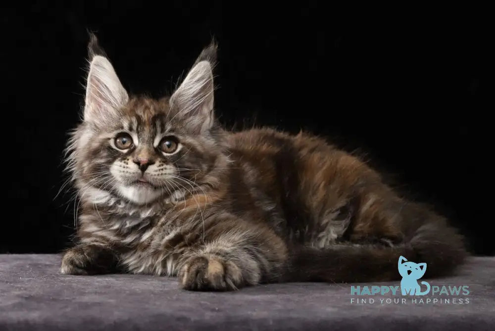 Loretta Maine Coon female black tortie tabby live animals