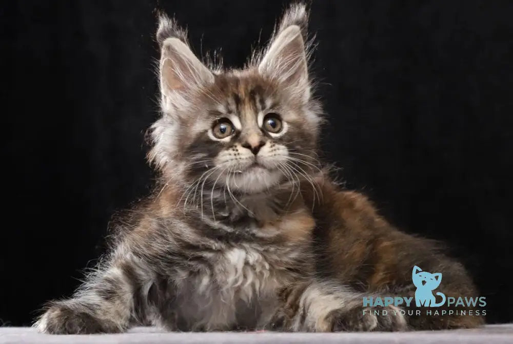 Loretta Maine Coon female black tortie tabby live animals