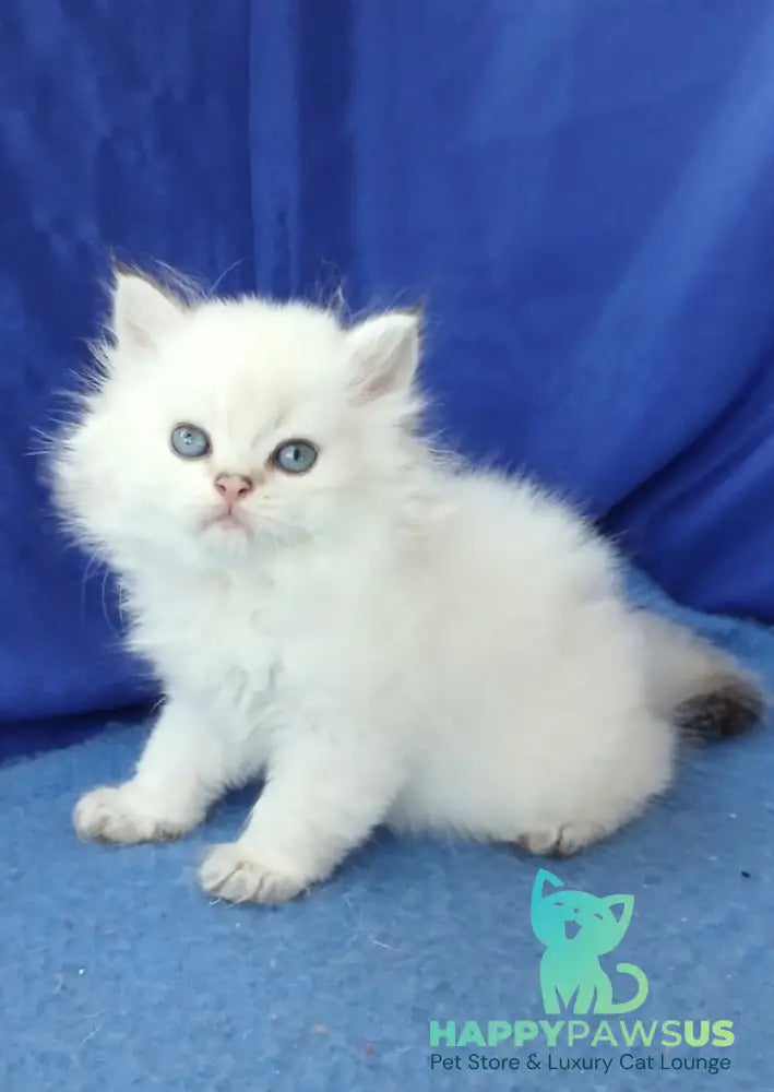 Lotos British Longhair male black golden shaded pointed - live animals