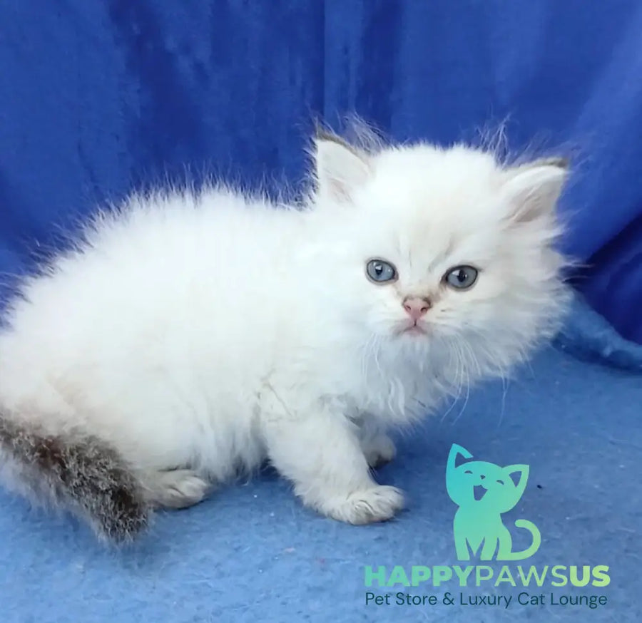 Lotos British Longhair male black golden shaded pointed - live animals
