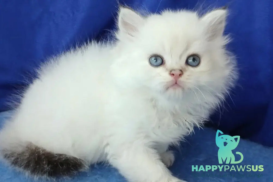Lotos British Longhair male black golden shaded pointed - live animals