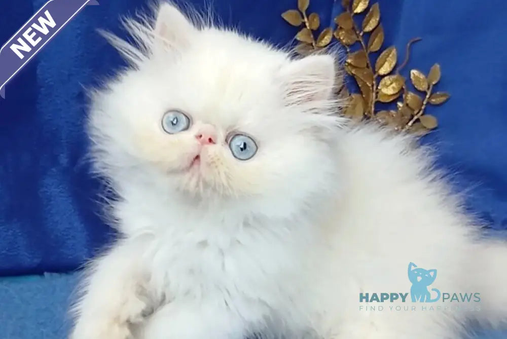 Lotos Persian male white live animals