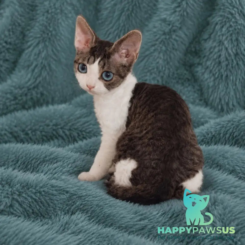 Lotty Devon Rex female black bicolour tabby - live animals
