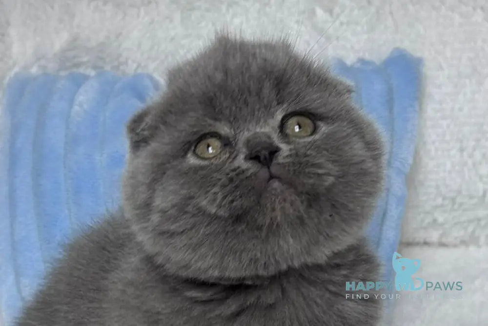 Louis Scottish Fold male blue live animals