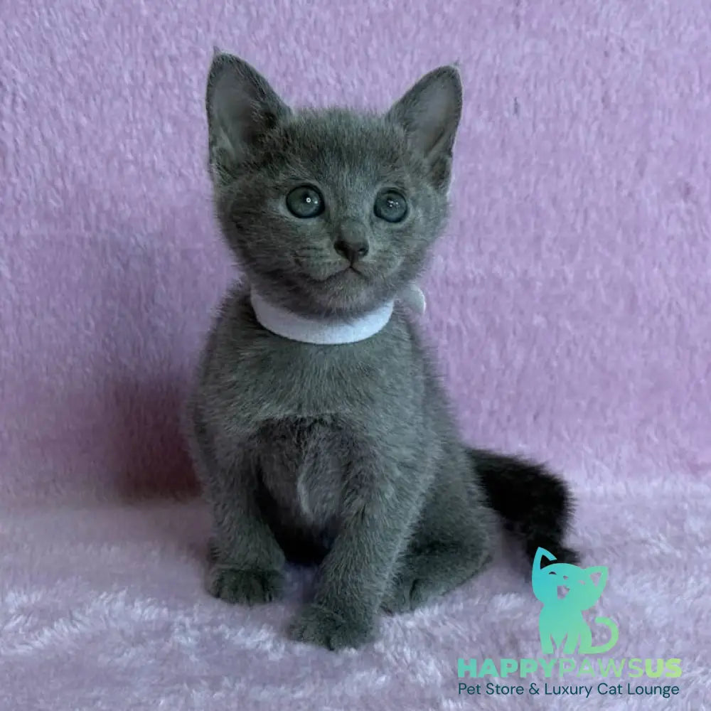 Louise Russian Blue female blue - live animals