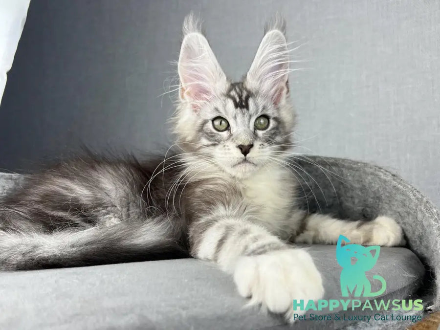 Lovejoy Maine Coon male black silver tabby with white live animals