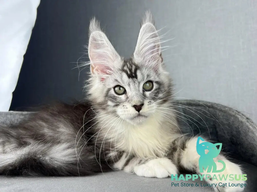 Lovejoy Maine Coon male black silver tabby with white live animals