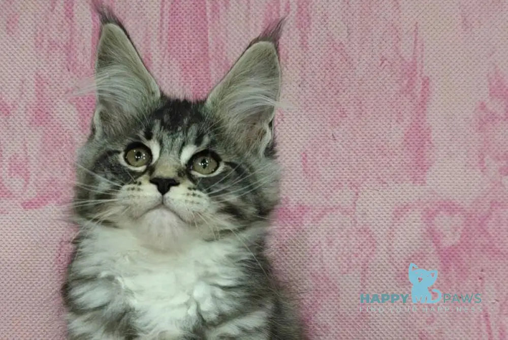 Loves Maine Coon male black silver tabby with white live animals