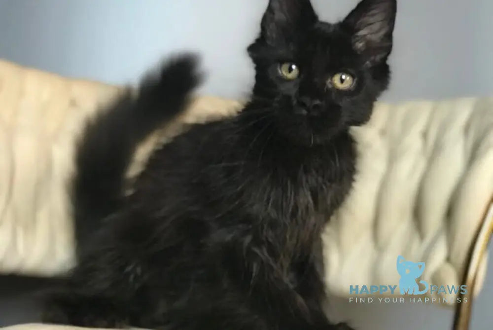 Lovis Maine Coon male black live animals