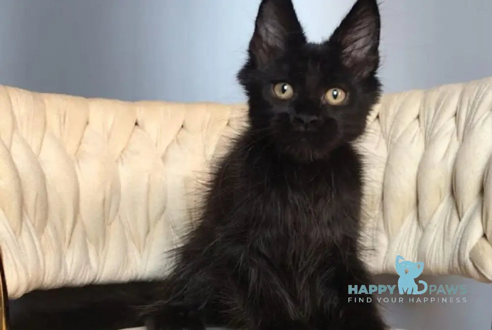 Lovis Maine Coon male black live animals