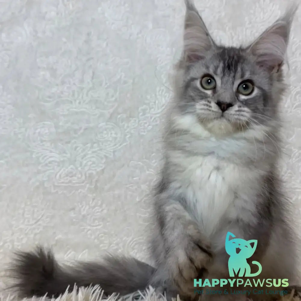 Lu-lo Maine Coon polydactyl 6x6x6x6 male black silver ticked tabby - live animals