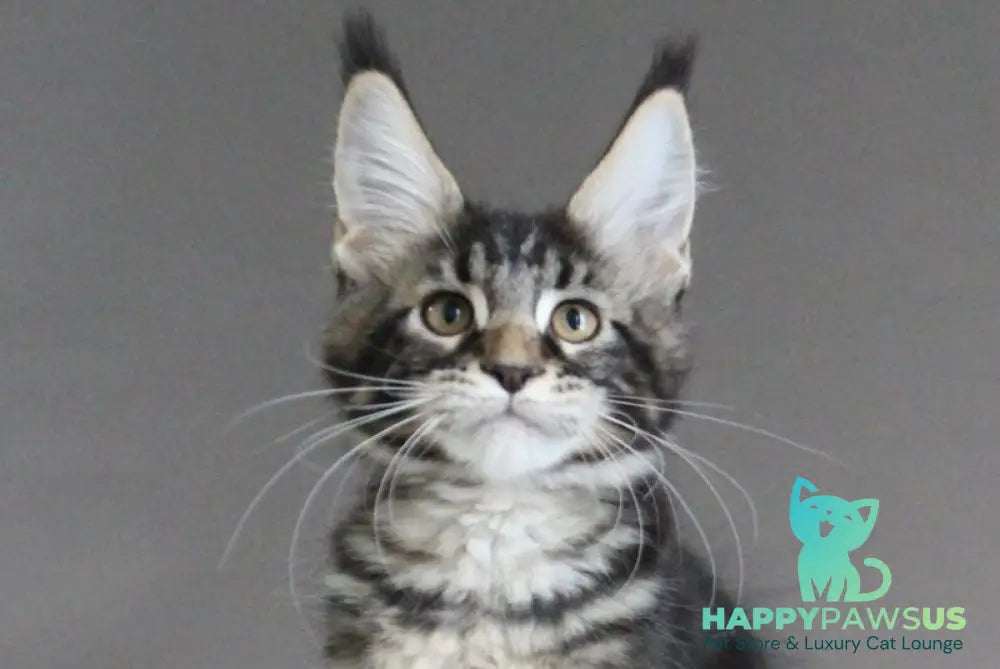 Lu-lu Maine Coon female black tabby live animals