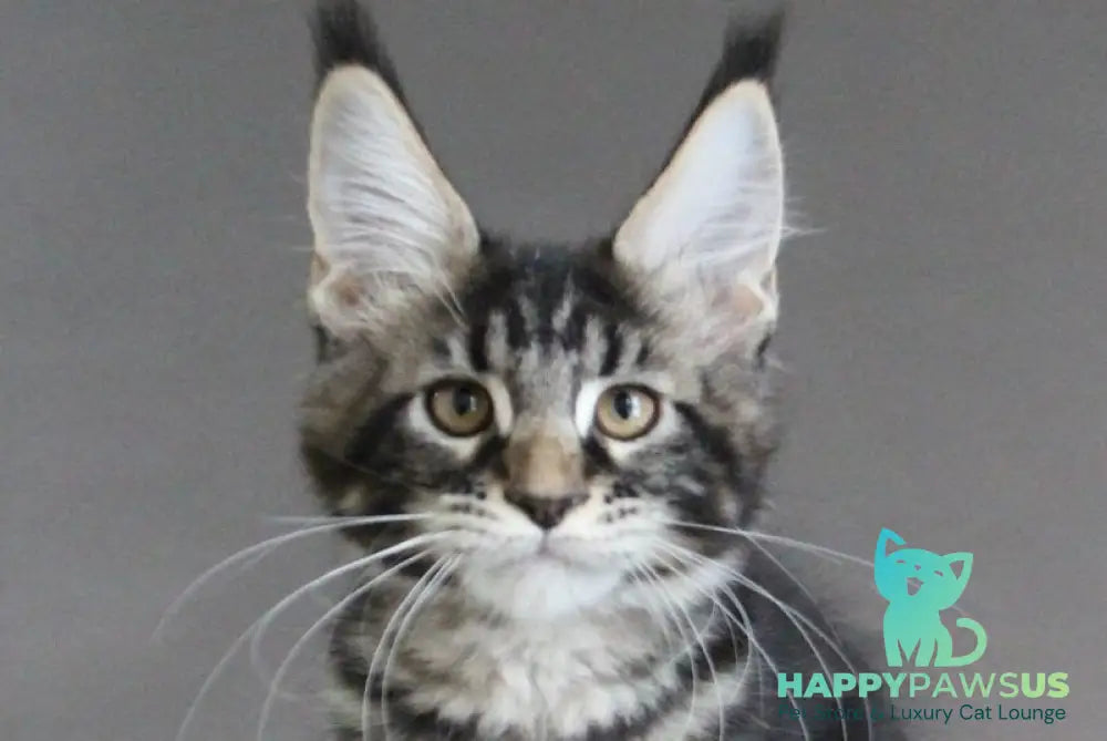 Lu-lu Maine Coon female black tabby live animals