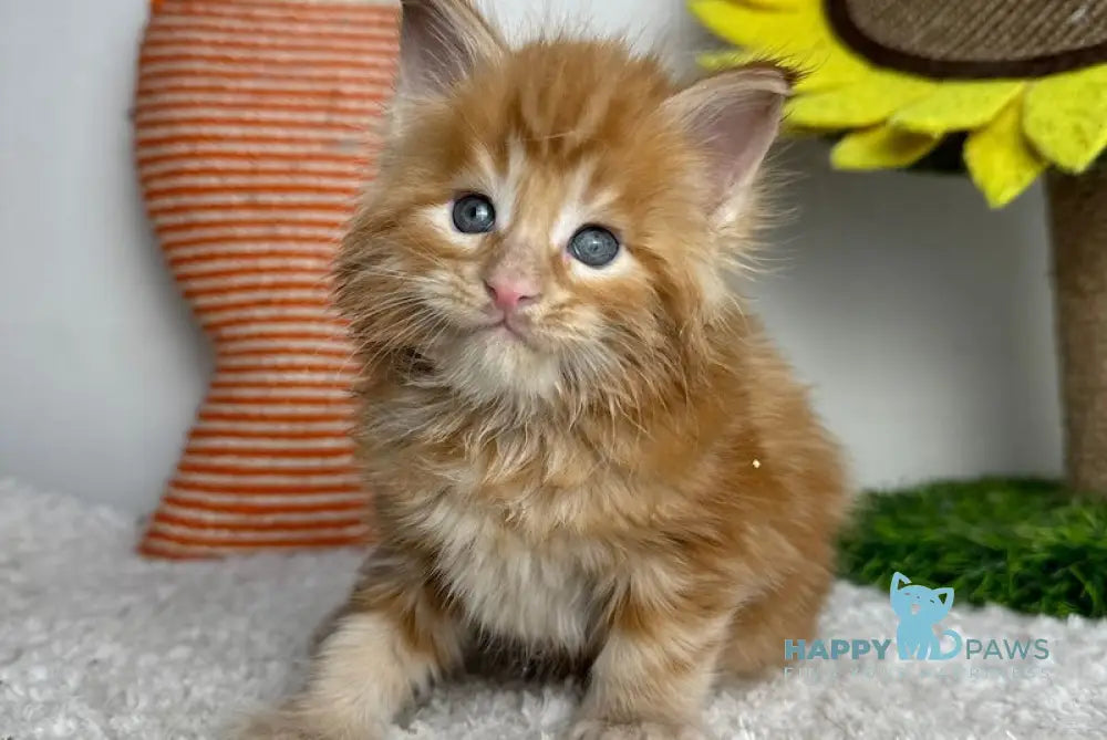 Lubava Maine Coon female red tabby live animals