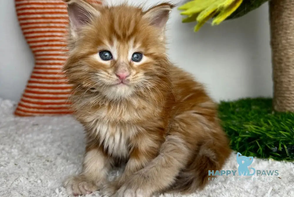 Lubava Maine Coon female red tabby live animals