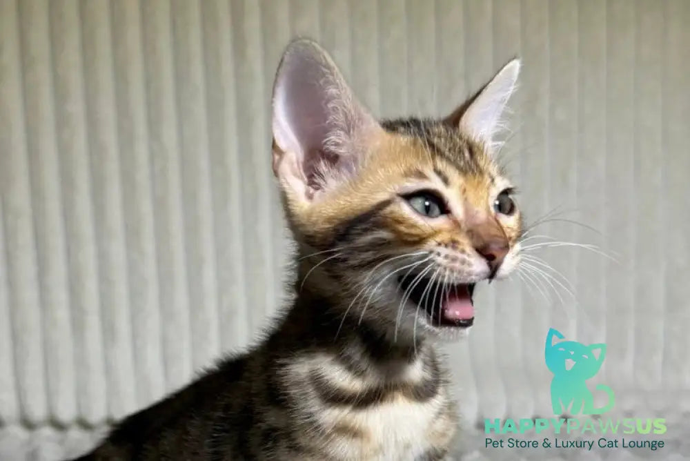 Lucas Bengal male black spotted tabby live animals