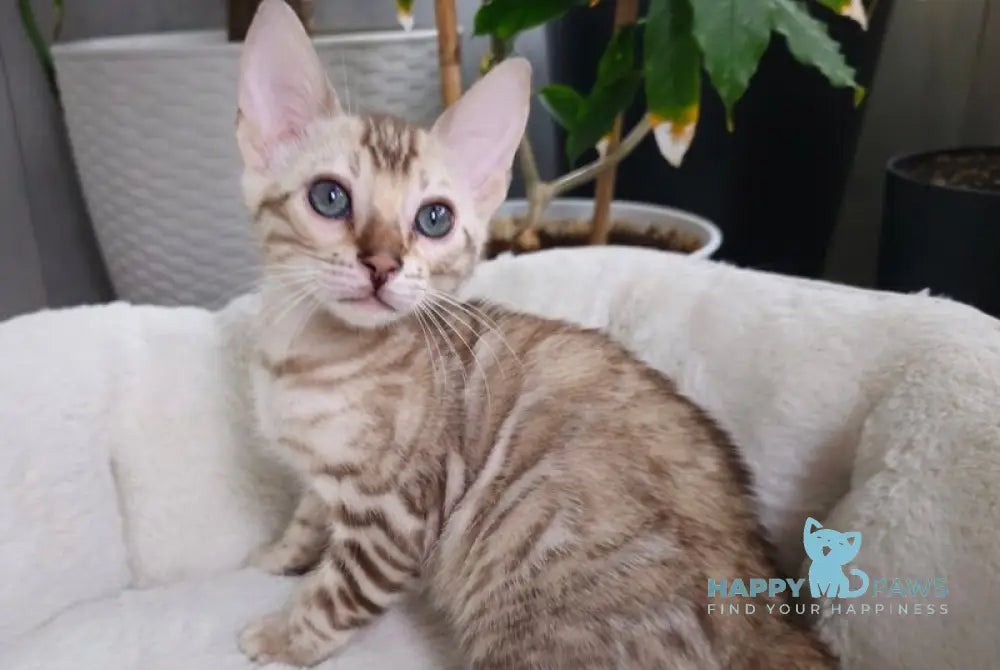 Lucas Bengal male black spotted tabby pointed live animals