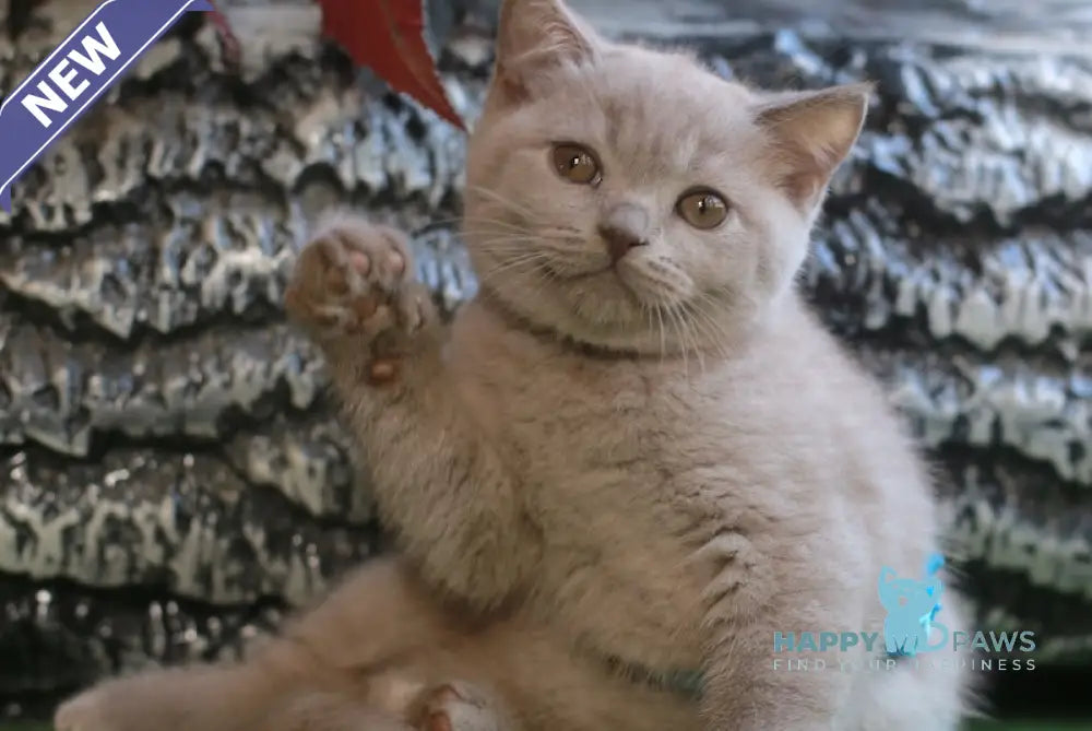 Lucas British Shorthair male lilac live animals