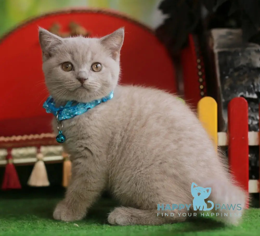Lucas British Shorthair male lilac live animals