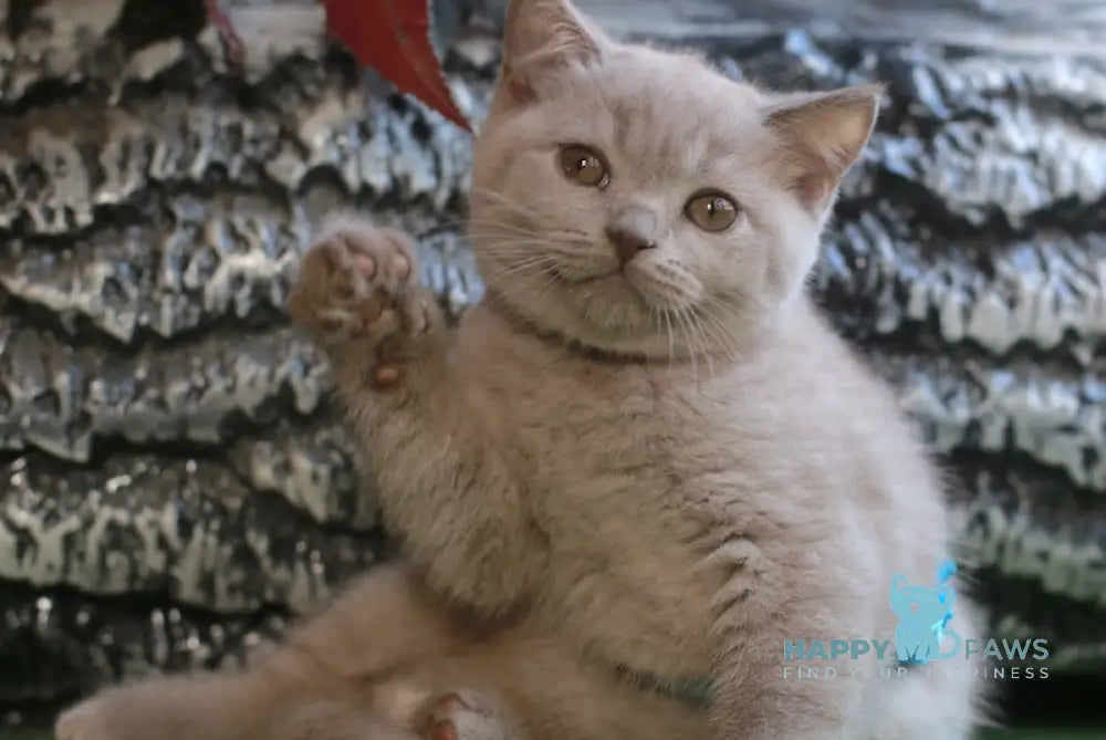 Lucas British Shorthair male lilac live animals