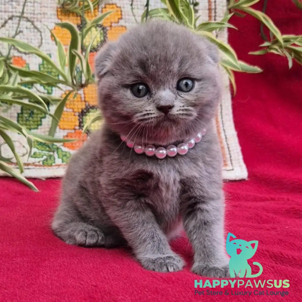 Lucas Scottish Fold male blue - live animals