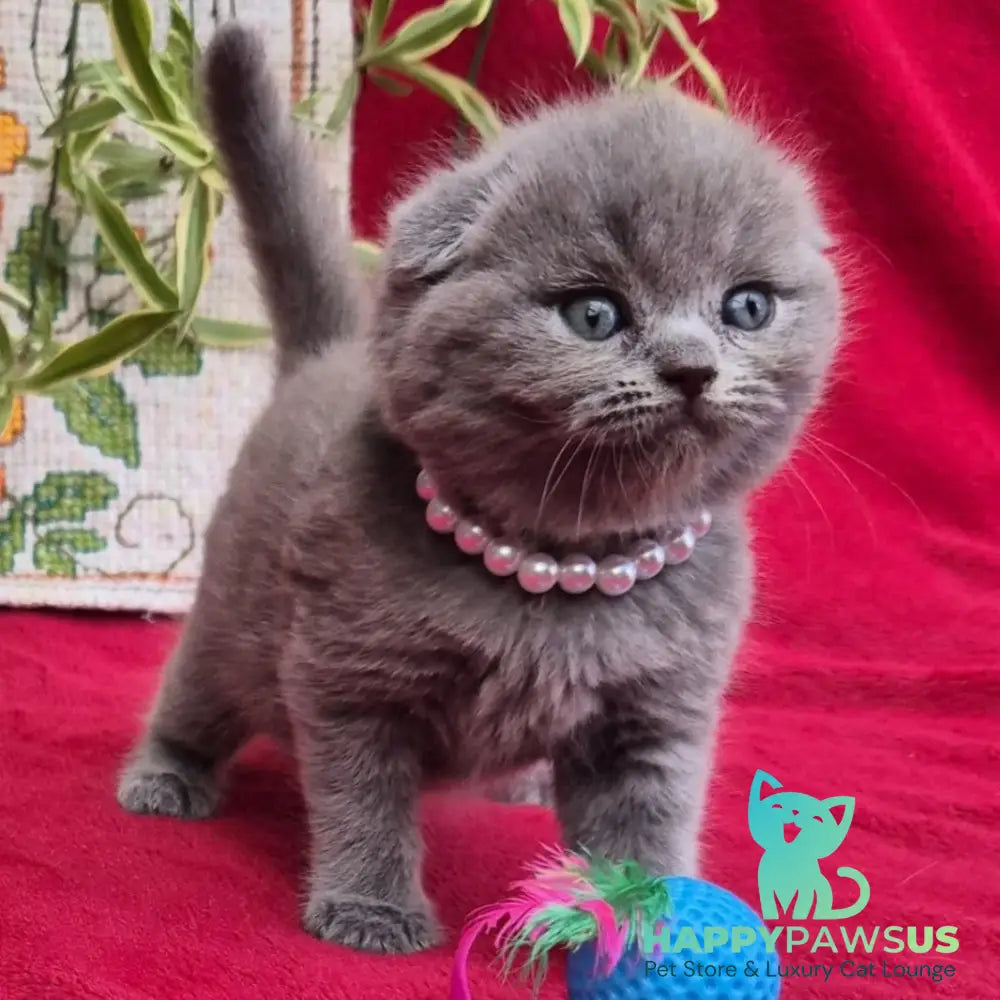 Lucas Scottish Fold male blue - live animals